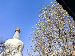 -护国法轮寺