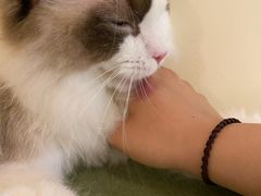 -猫和宫(六道口店)