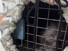 -佳雯宠物医院·皮肤科·内外科(春晓路分院)