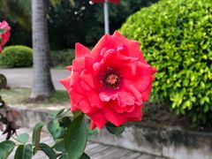 -亚龙湾国际玫瑰谷