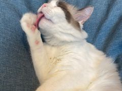 -啵啵喵·猫咖(攀华国际店)