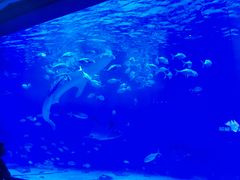 -烟台海昌鲸鲨海洋公园