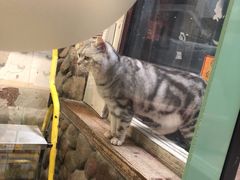 -猫咪博物馆(顶澳仔猫街店)