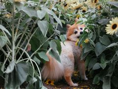 -二沙岛艺术公园