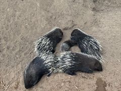 -鄂尔多斯野生动物园