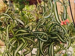 -双季花艺园艺市场(浦东店)