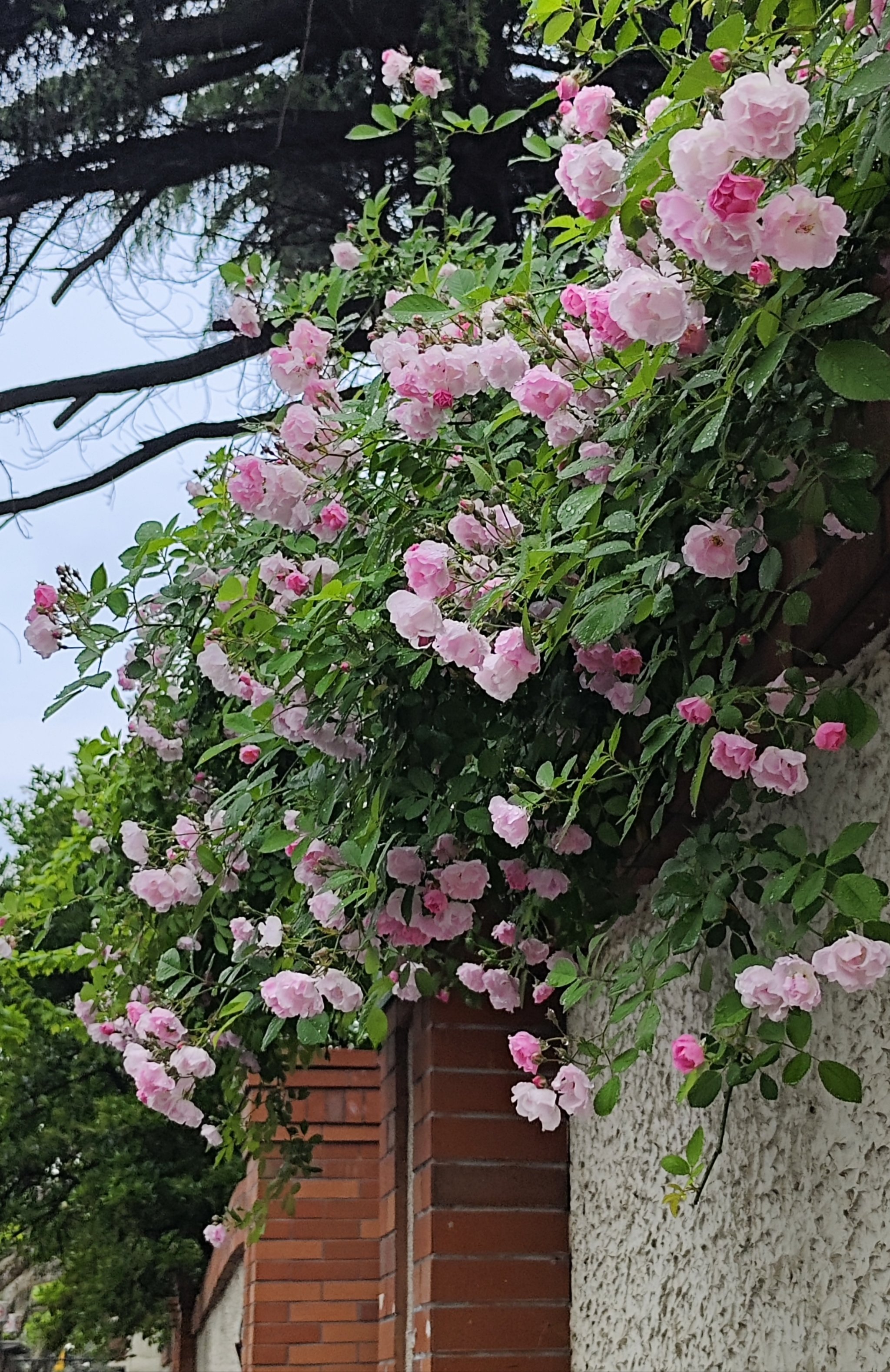 花风景图片大全 鲜花图片