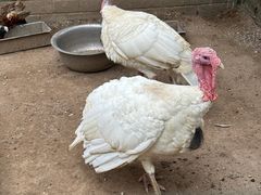 -南宫五洲植物乐园