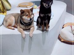 -柴务处·柴犬主题狗咖