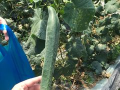 -南汇老顾农家乐采摘大团水蜜桃采摘店