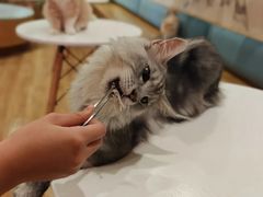 -滚猫咖啡·猫咖·猫友好撸猫(未来城店)