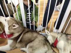 -Husky Go! 哈士奇体验馆·宠物咖啡厅狗咖