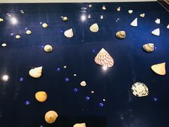 -青岛贝壳博物馆