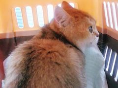 -爱侣宠医·鹦鹉专科·小型哺乳类·异宠专科(灵石路店)