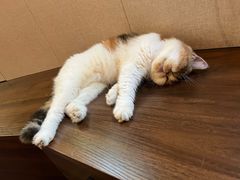 -猫岛主趣味餐厅(鼓浪屿店)