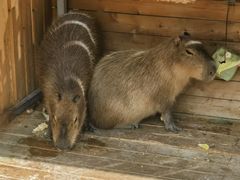 -廊坊固安福朋喜来登酒店