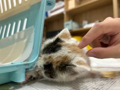 -艾贝尔宠物医院·24H转诊中心·肿瘤猫专科(江宁双龙店)