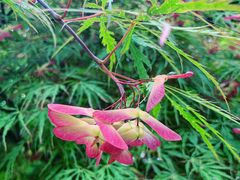 -宋庆龄幼儿园(虹梅路)