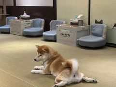 -逗柴咖啡屋·狗咖猫咖宠物桌游