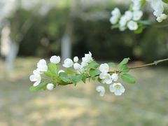 -海棠花溪(元大都城垣遗址公园)