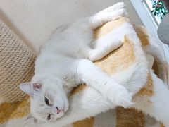 -藏猫猫咖啡主题馆(中央大道店)