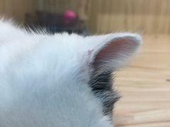 -屋虎猫馆(宝安大仟里店)