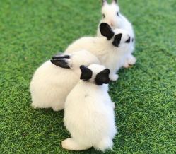 -萌宠亲子动物乐园(槐房万达店)