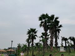 -九龙湖公园