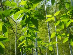 -上海佘山国家森林公园天马山园