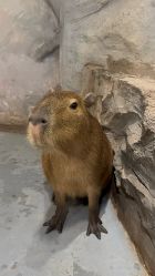 -Zoolung Zoolung动物主题公园(海信广场店)