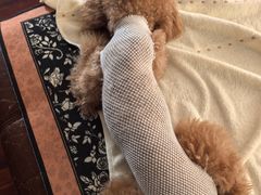 -仁普宠物诊所·中兽医·夜诊·狂犬免疫点(住友昌盛新苑店)