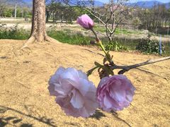 -天适樱花悠乐园