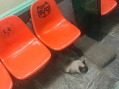 -猫咪博物馆(顶澳仔猫街店)