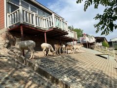 -北京鹿世界主题园