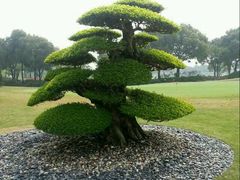 -旭宝高尔夫俱乐部