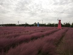 -鹅湖玫瑰文化园