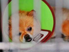 -芭比堂动物医院·犬猫全科·异宠专科(雁塔分院)