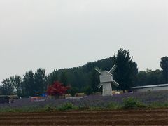 -北京东方普罗旺斯薰衣草庄园