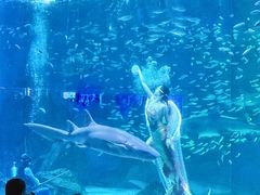 -海合安成都极地海洋公园