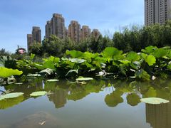 -前关湿地公园