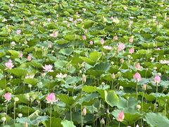 -荔湾湖公园