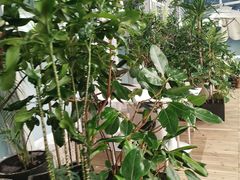 -大树餐厅(红旗街万达店)