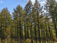 -塞罕坝国家级自然保护区