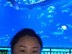 -烟台海昌鲸鲨海洋公园