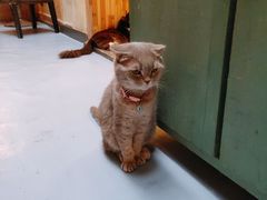 -猫色咖啡·猫咖