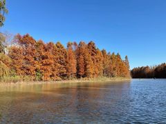 -上海海湾国家森林公园