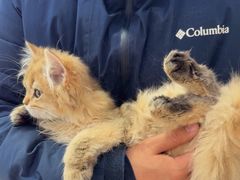 -中农国际动物医院24小时·猫科·骨科·急重症中心
