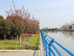 -高东镇樱花园