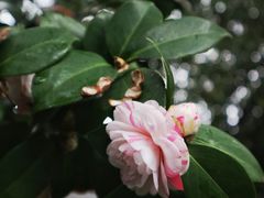 -北寺塔