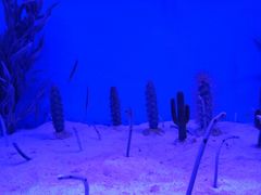 -芜湖新华联大白鲸海洋公园